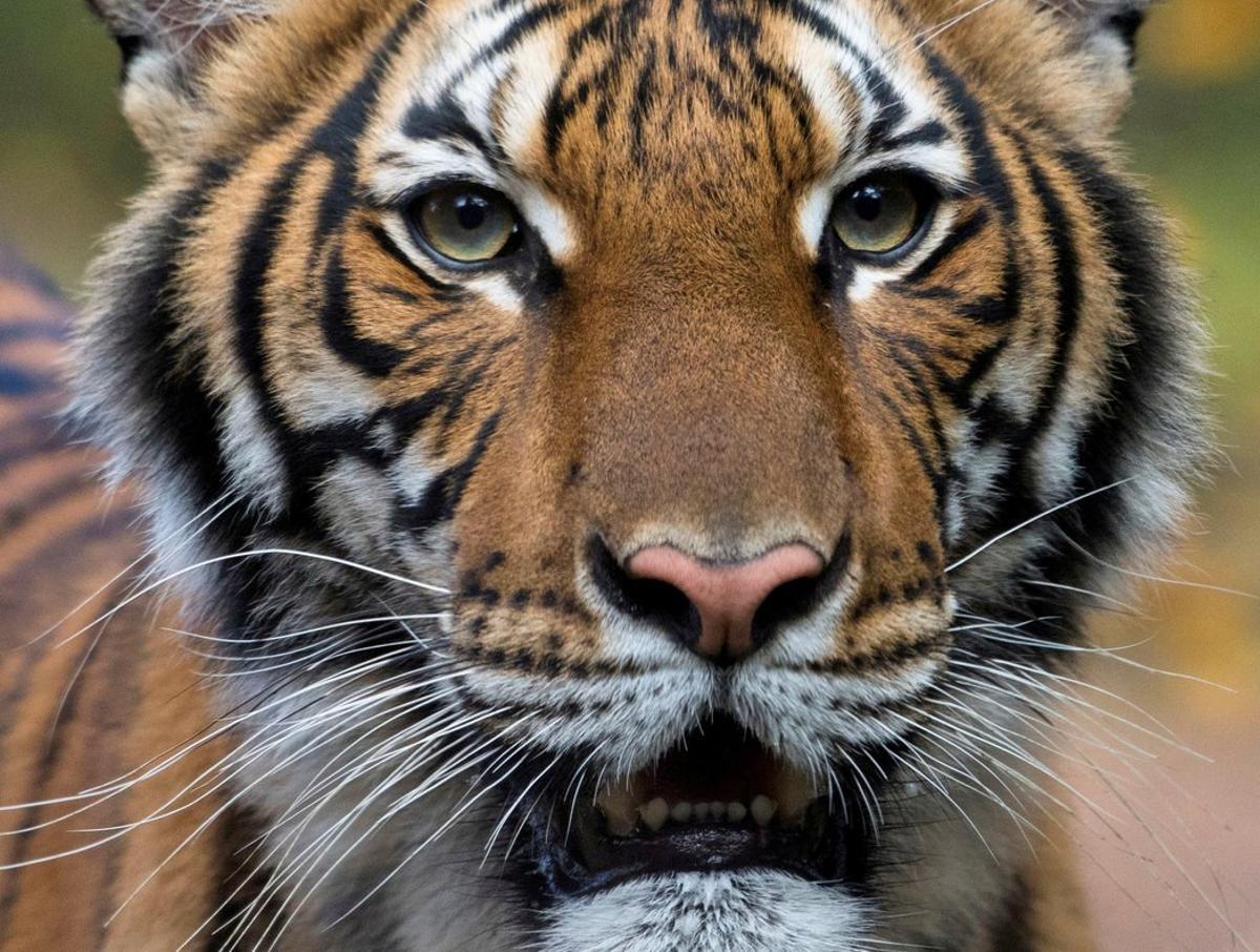 Nadia, a 4-year-old female Malayan tiger at the Bronx Zoo, that the zoo said on April 5, 2020 has tested positive for coronavirus disease (COVID-19) is seen in an undated handout photo provided by the Bronx zoo in New York. WCS/Handout via REUTERS THIS IMAGE HAS BEEN SUPPLIED BY A THIRD PARTY. MANDATORY CREDIT. NO RESALES. NO ARCHIVES. THIS PICTURE WAS PROCESSED BY REUTERS TO ENHANCE QUALITY. AN UNPROCESSED VERSION HAS BEEN PROVIDED SEPARATELY     TPX IMAGES OF THE DAY