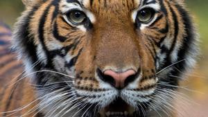 Nadia, a 4-year-old female Malayan tiger at the Bronx Zoo, that the zoo said on April 5, 2020 has tested positive for coronavirus disease (COVID-19) is seen in an undated handout photo provided by the Bronx zoo in New York. WCS/Handout via REUTERS THIS IMAGE HAS BEEN SUPPLIED BY A THIRD PARTY. MANDATORY CREDIT. NO RESALES. NO ARCHIVES. THIS PICTURE WAS PROCESSED BY REUTERS TO ENHANCE QUALITY. AN UNPROCESSED VERSION HAS BEEN PROVIDED SEPARATELY     TPX IMAGES OF THE DAY