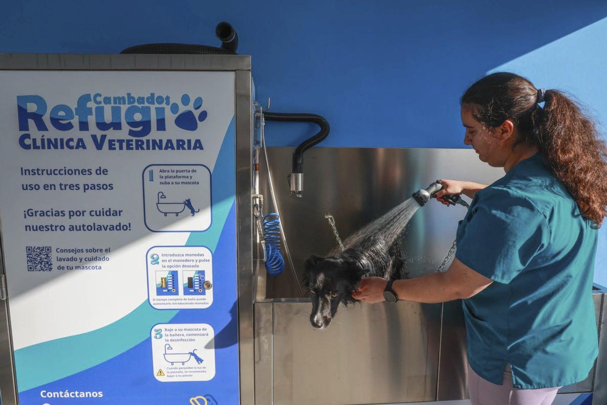 Un perro en la zona de autolavado de Cambados que funciona con monedas y en amplio horario.