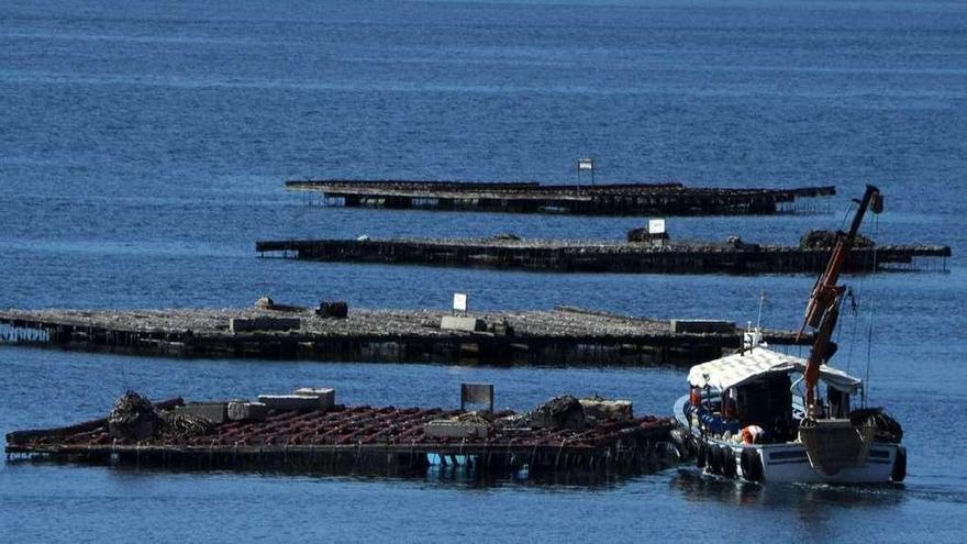 Varias bateas de mejillón en la costa gallega.