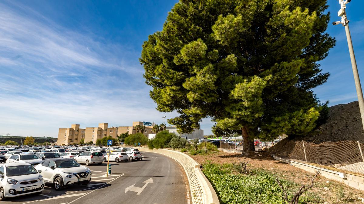 El pino que quieren salvar ubicado en el Hospital Comarcal de La Vila Joiosa.