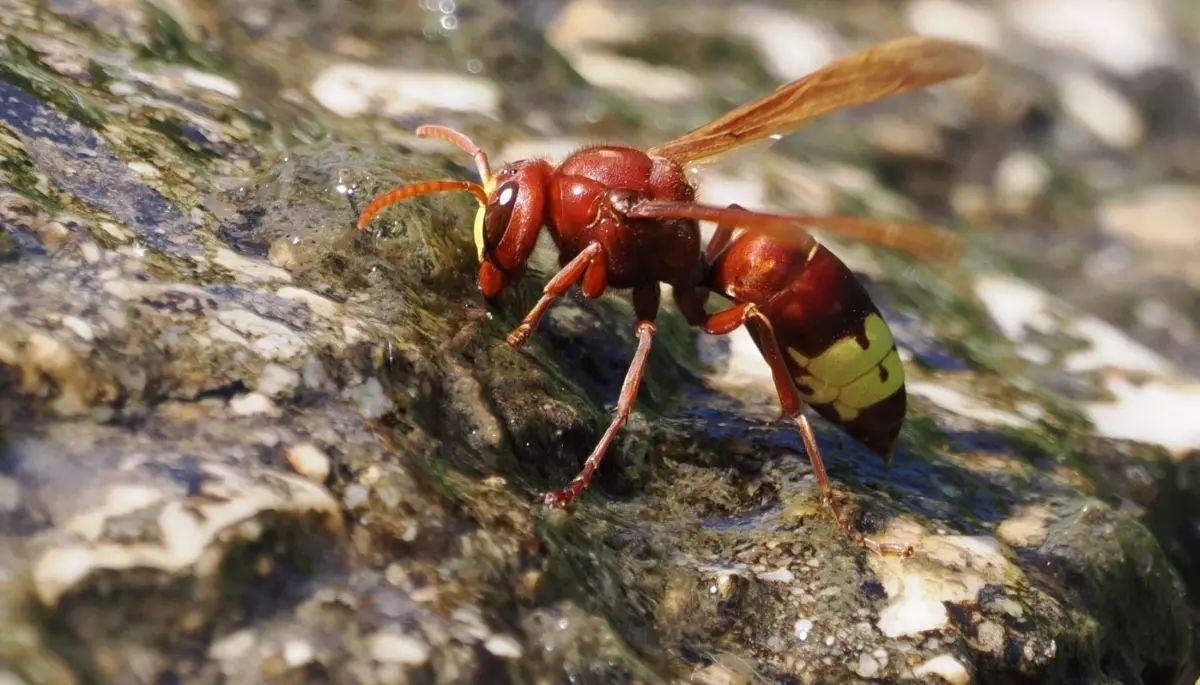 Vespa Orientalis o avispa asiática