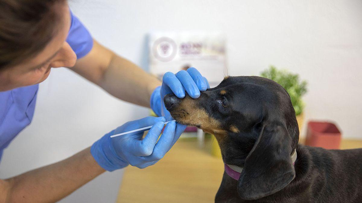 Toma de muestra de ADN canino.