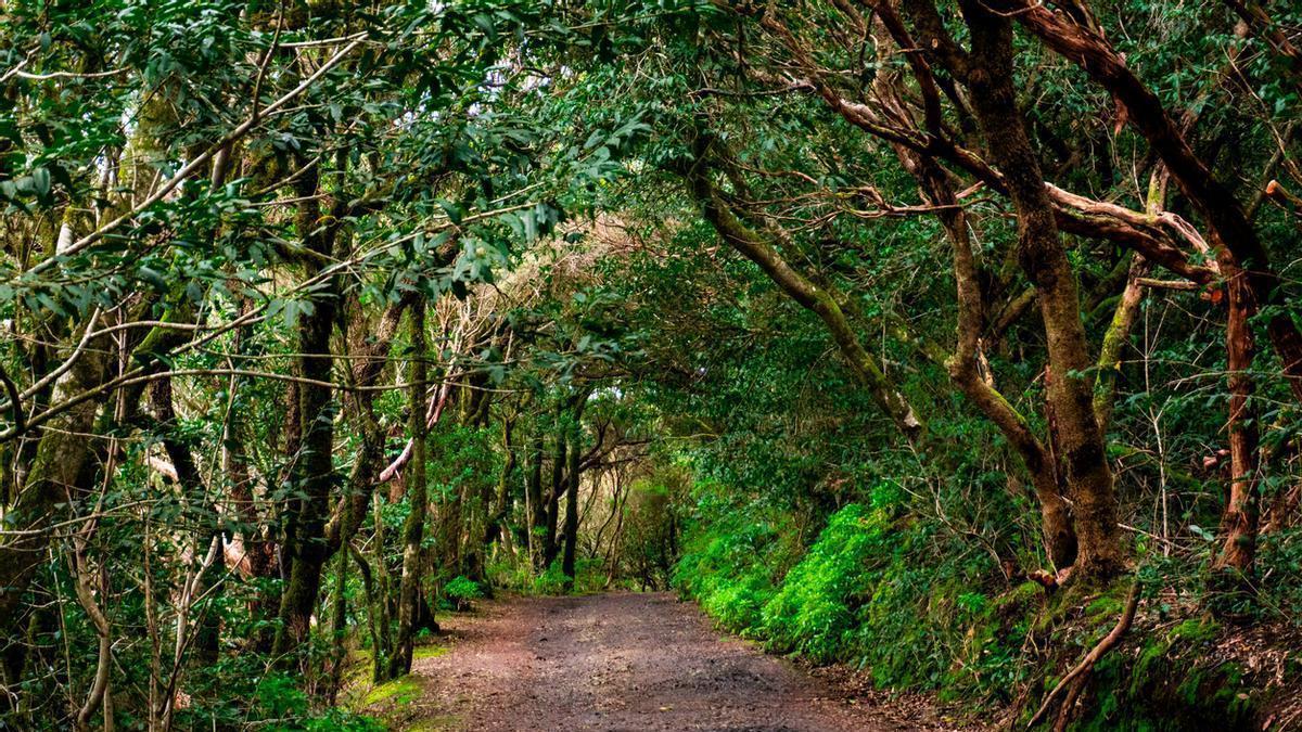La “Selva Amazónica” que esconde Tenerife entre bosques de laurisilva y una niebla perpetua