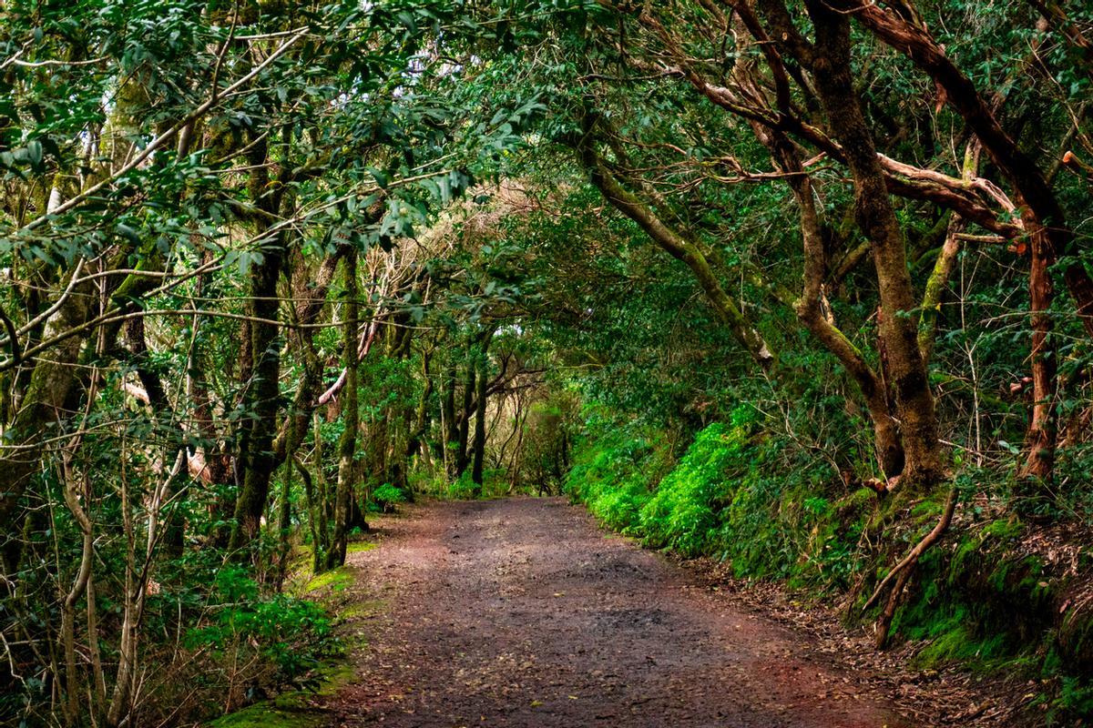 Bosque de Laurisilva en Anaga