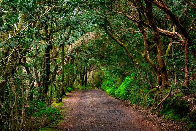 La “Selva Amazónica” que esconde Tenerife entre bosques de laurisilva y una niebla perpetua
