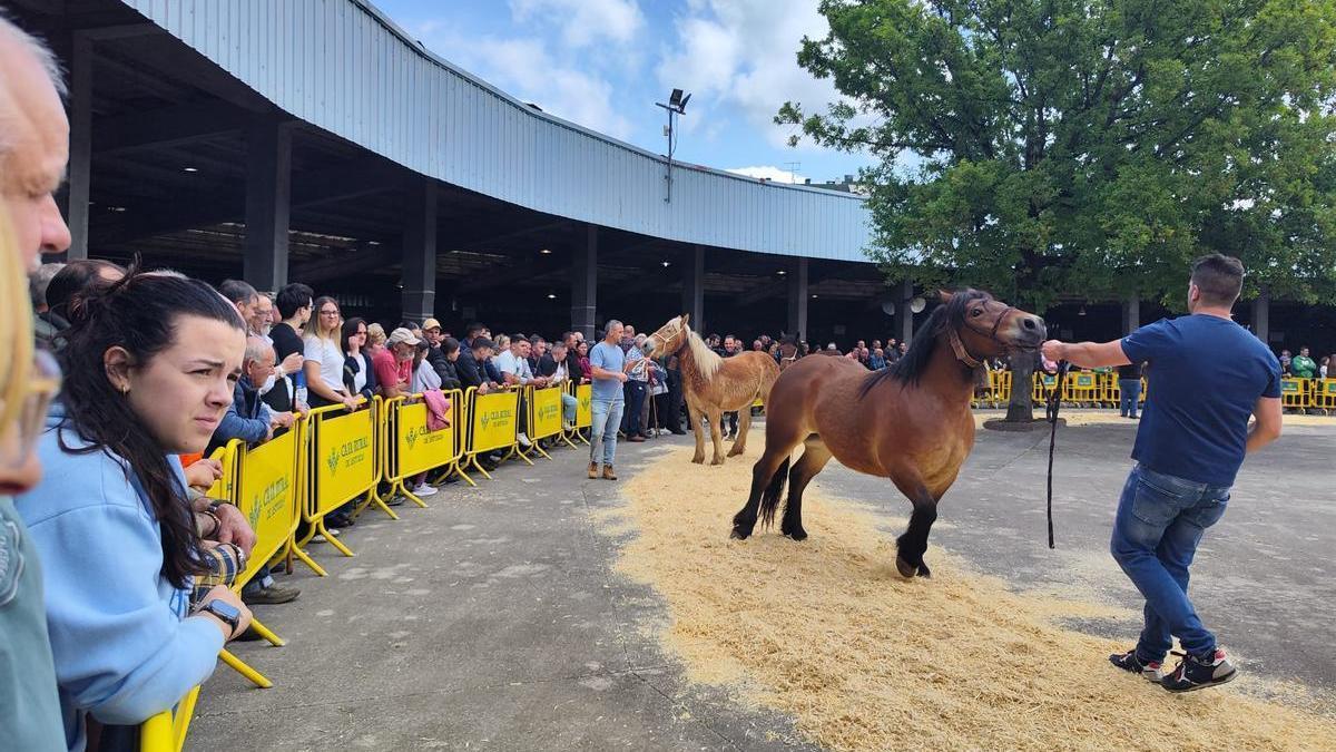 El concurso de ganado equino de Grado, en imágenes