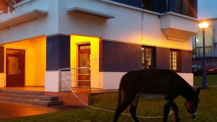 El burro, en el césped a la entrada de la Policía Local, en O Burgo.