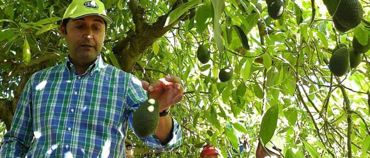 Un agricultor muestra una pieza de aguacate recién recolectado en una finca axárquica. | F. EXTREMERA