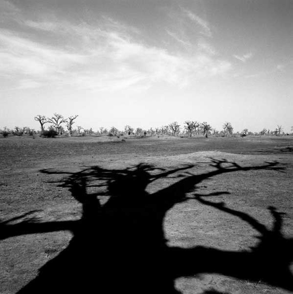 Durante las épocas secas los baobabs pierden sus hojas para sobrevivir a la sequía