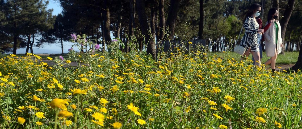 Dos mujeres pasean por una zona verde de A Illa