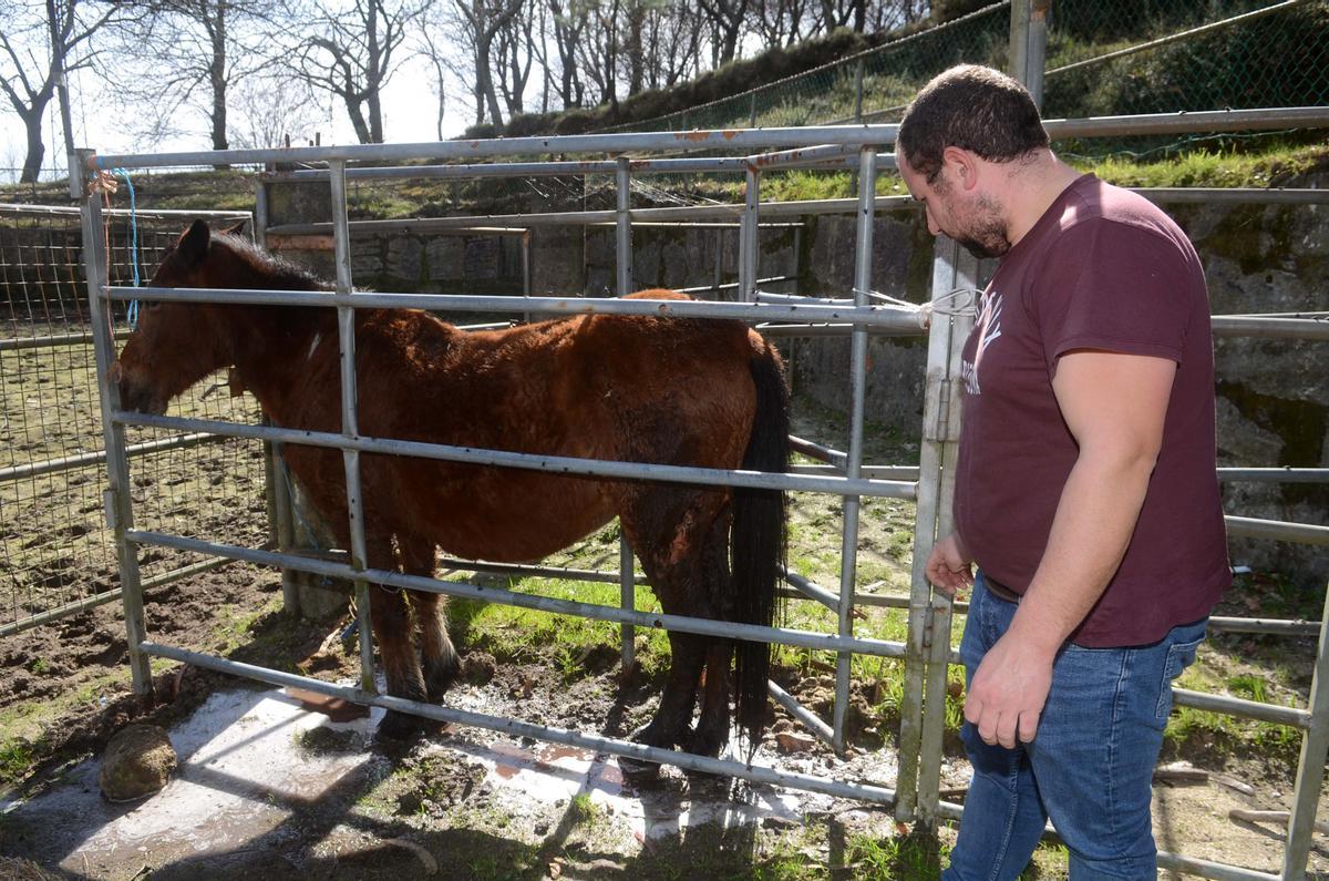 Esteban Outeda, con un caballo suyo que sufrió heridas tras un ataque de lobos