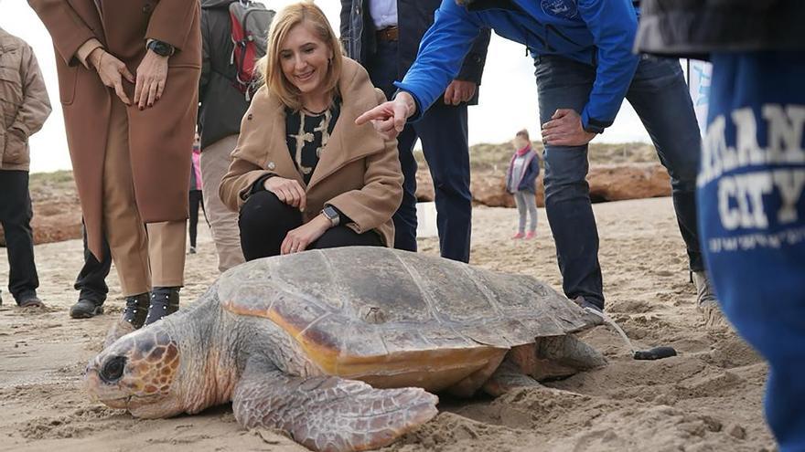 ¡Liberación histórica! La 777ª tortuga boba vuelve al mar en Castellón