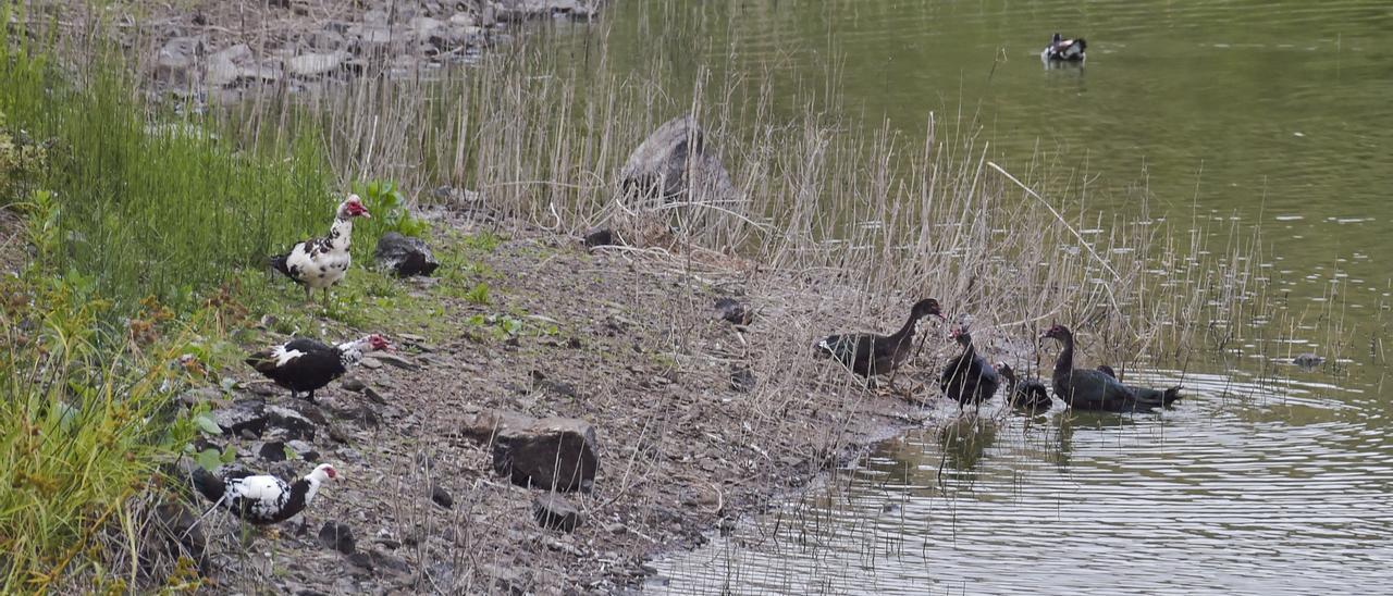 Aves en una de las charcas de San Lorenzo, en agosto pasado