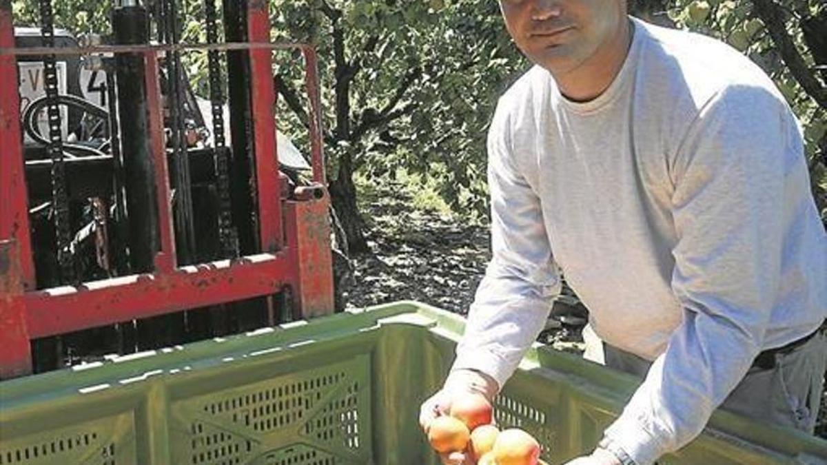 Recogida de fruta en una explotación aragonesa.