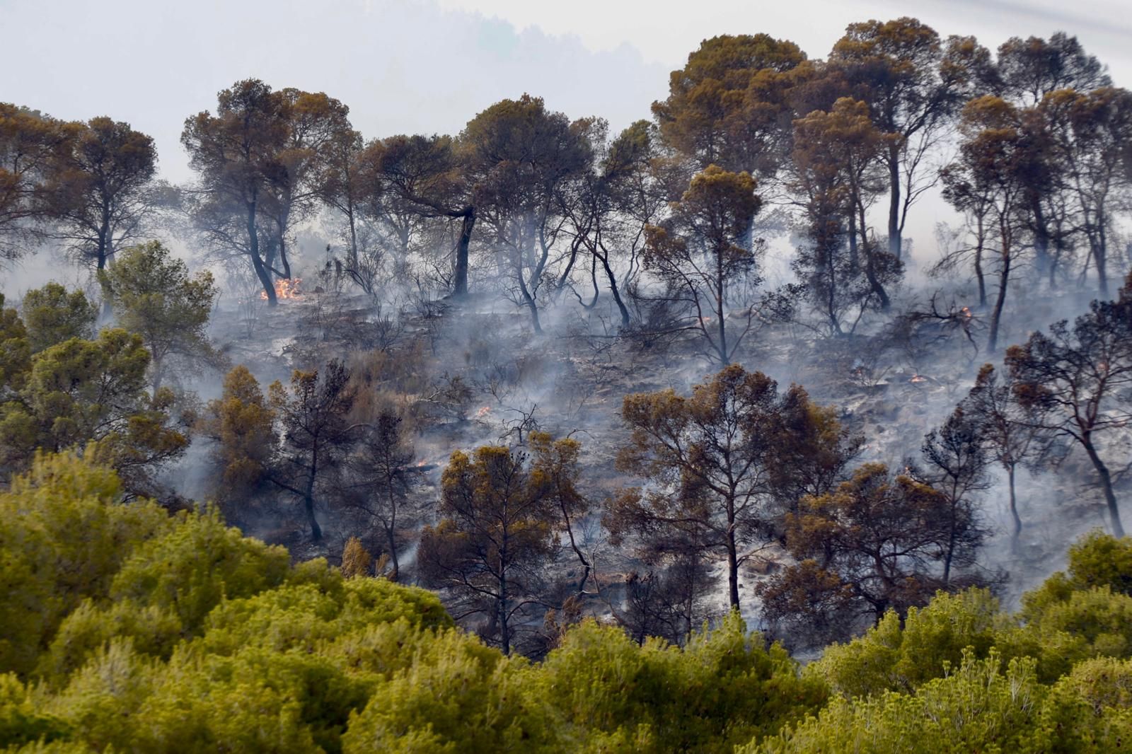 Incendio forestal en el Navajo Oscuro en Llíria