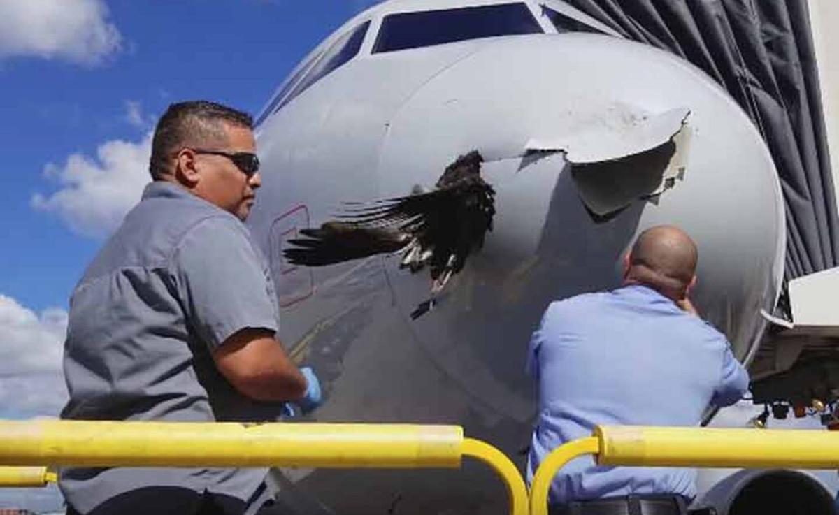 Doce avionetas estrelladas en España desde 2000 por chocar con aves