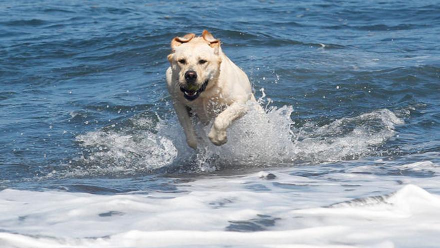 Un perro en una playa. /R. Solís