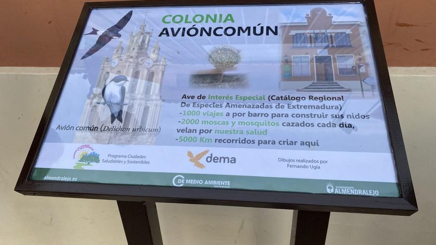 El avión común, un ave que protege a los vecinos de Almendralejo