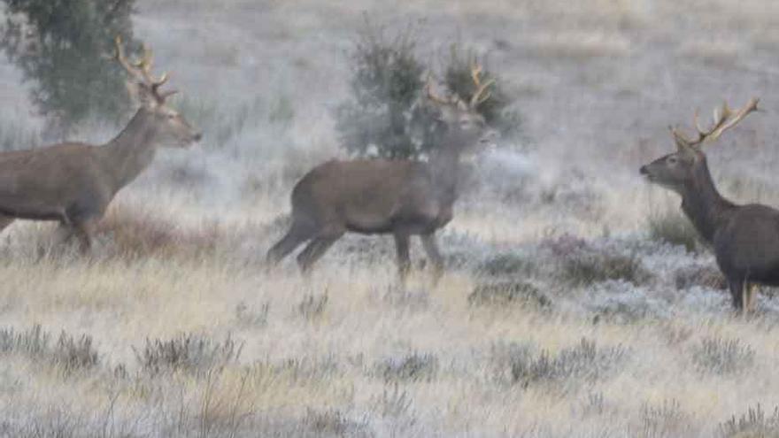 Un lobo abatido junto a media docena de jabalíes en una montería en Zamora.