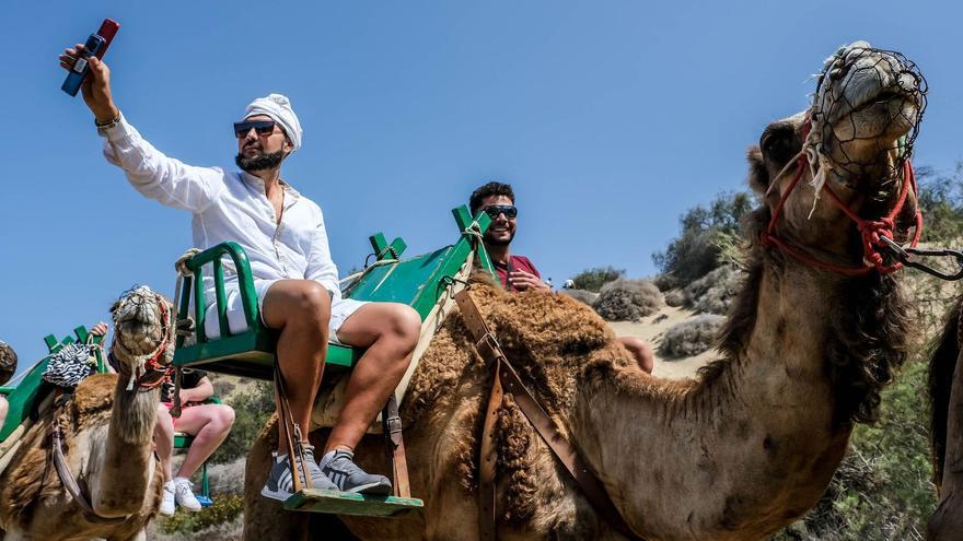 Excursión en camello por las Dunas de Maspalomas