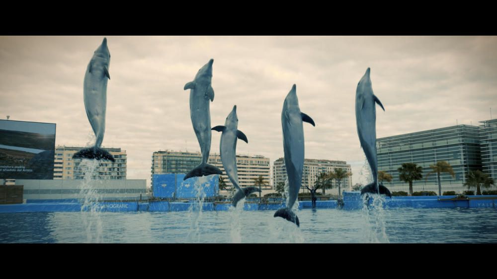 Documental, "Animales, por el camino de en medio"