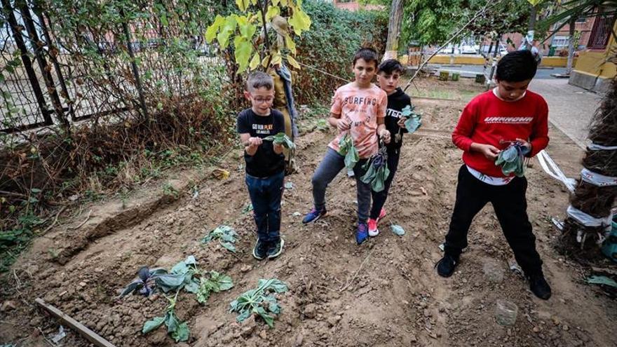 Un grupo de vándalos destroza el huerto del colegio Manuel Pacheco