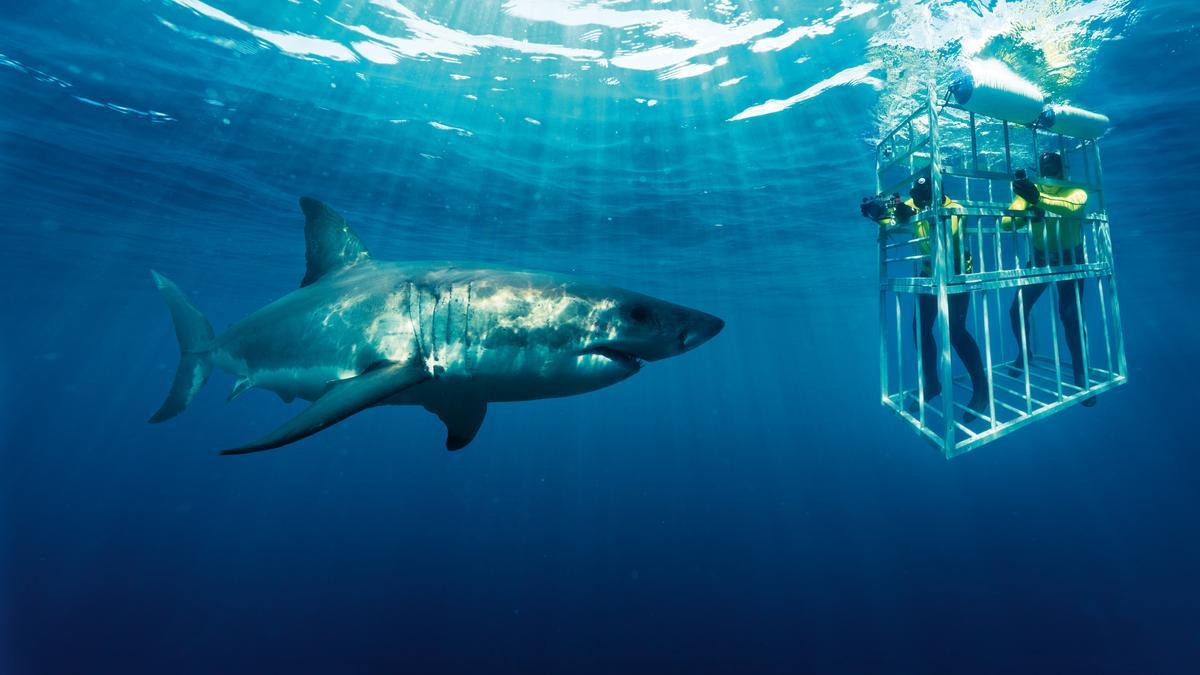 La aventura con más adrenalina: ver al gran tiburón blanco desde una jaula sumergida en Sudáfrica