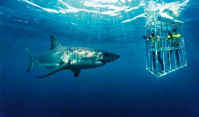 La aventura con más adrenalina: ver al gran tiburón blanco desde una jaula sumergida en Sudáfrica