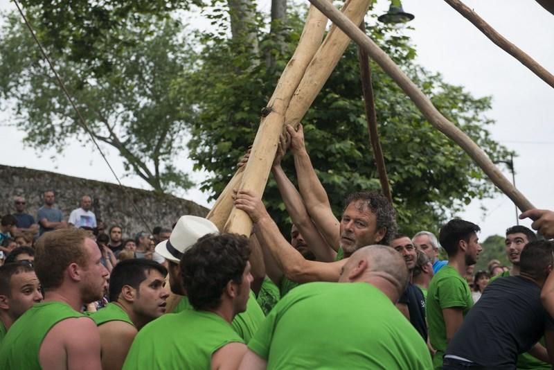 Celoriu planta su hoguera