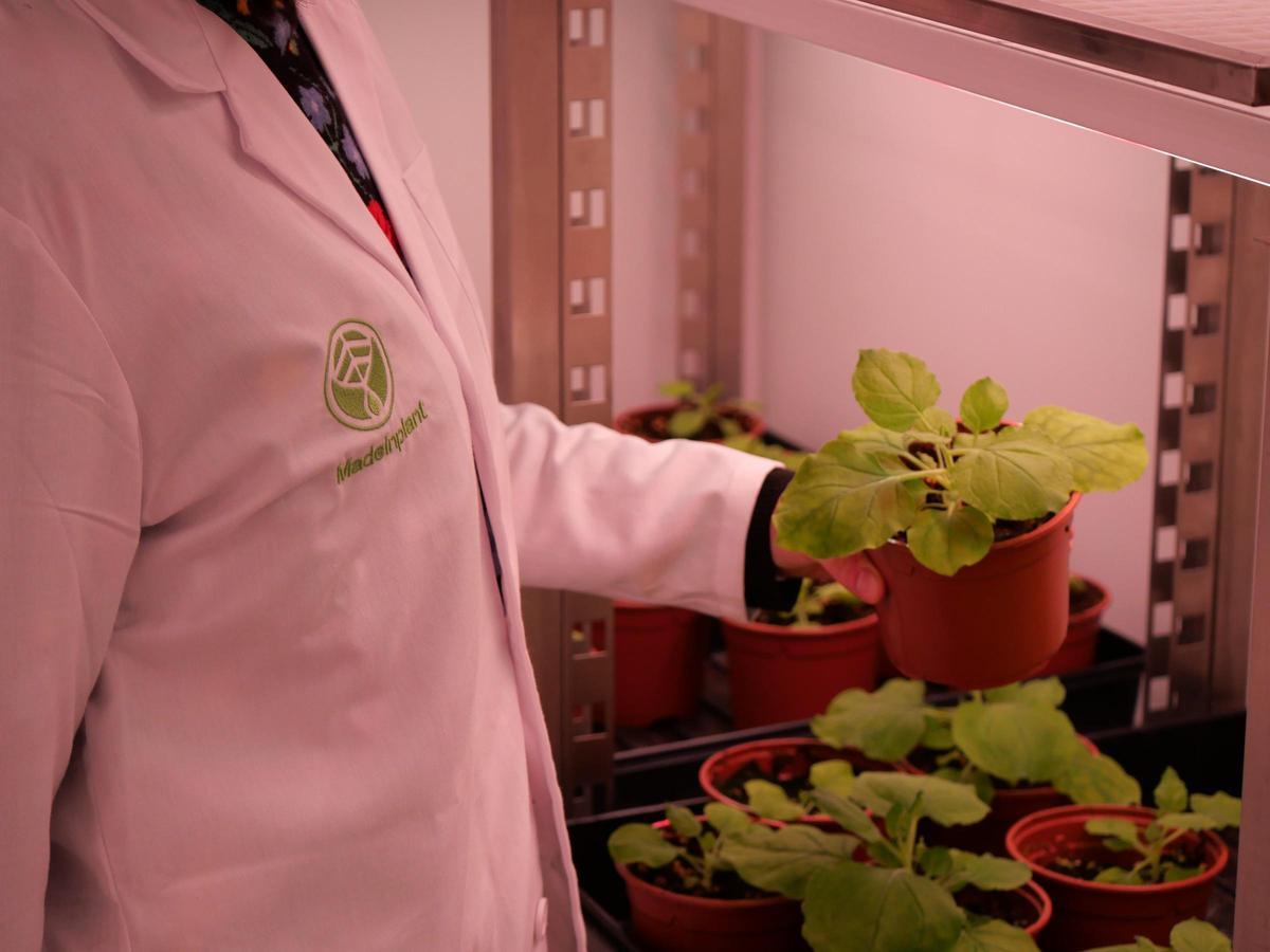 Laboratorio de Madeinplant, en una imagen reciente.