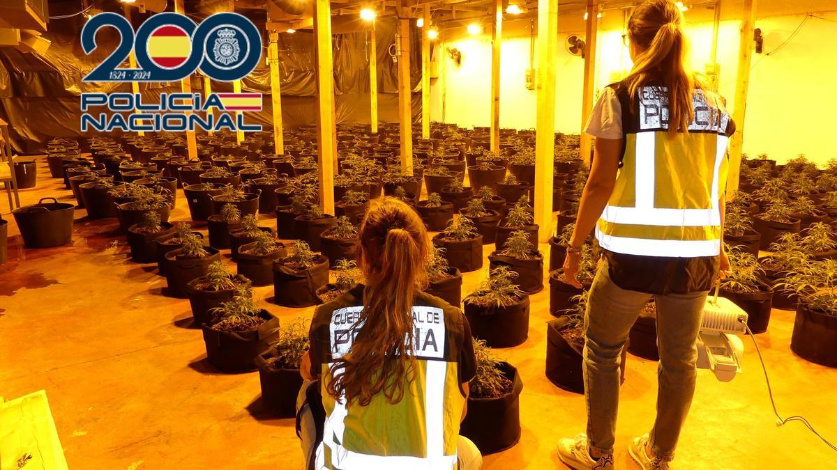 Imagen de archivo de una plantación de marihuana desmantelada por la Policía.