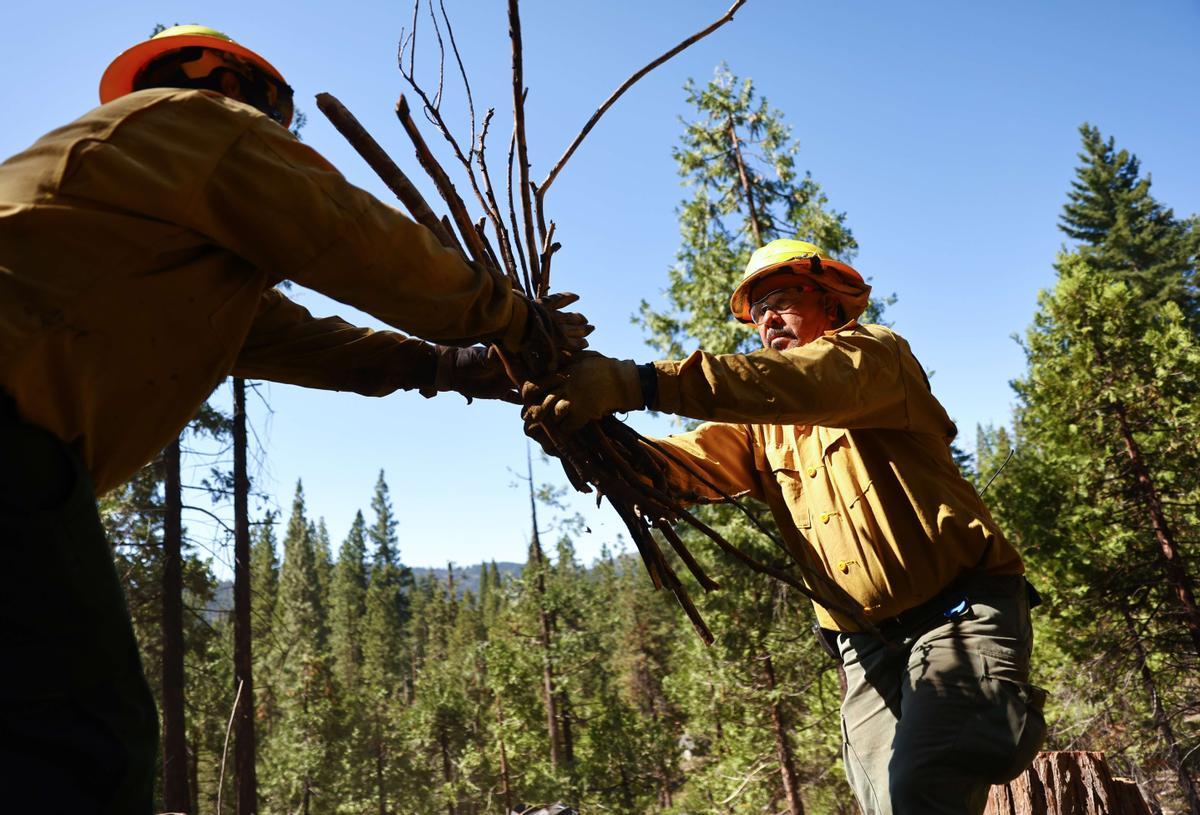 Un bombero trabaja para reducir la vegetación, en un esfuerzo por disminuir el riesgo de incendios forestales para las secuoyas gigantes.