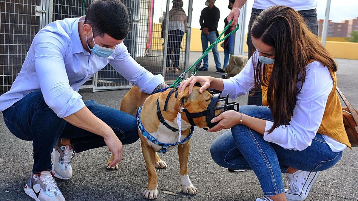 Animundo desmonta el mito de los perros potencialmente peligrosos