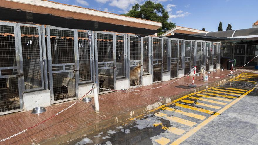 València ampliará el refugio de animales tras descartar el &quot;hotel de gatos&quot;