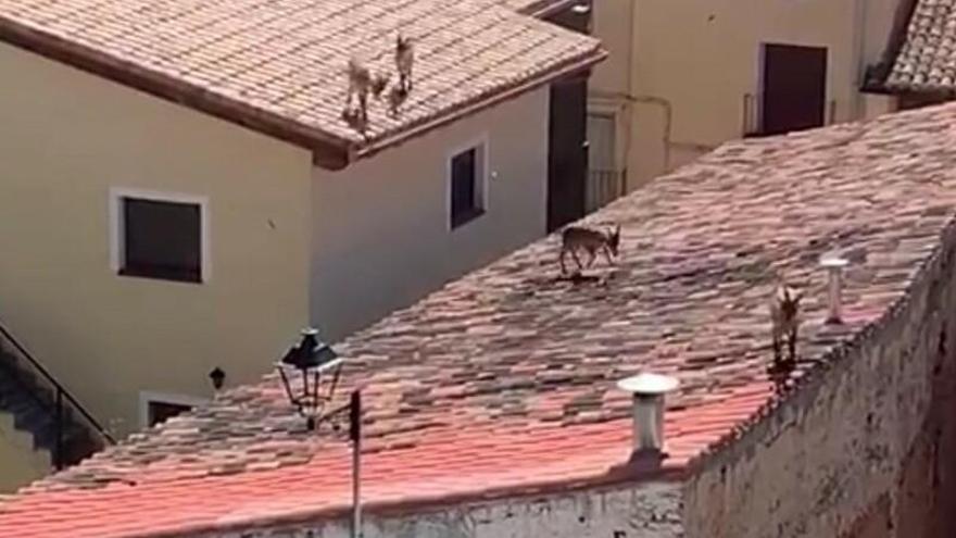 Vídeo | Cabras montesas toman los tejados de Villafeliche