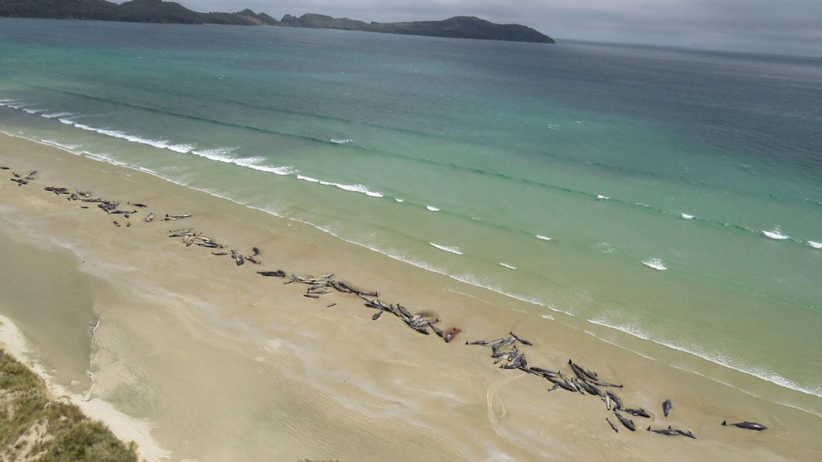 Unas 145 ballenas piloto mueren tras quedarse varadas en Nueva Zelanda