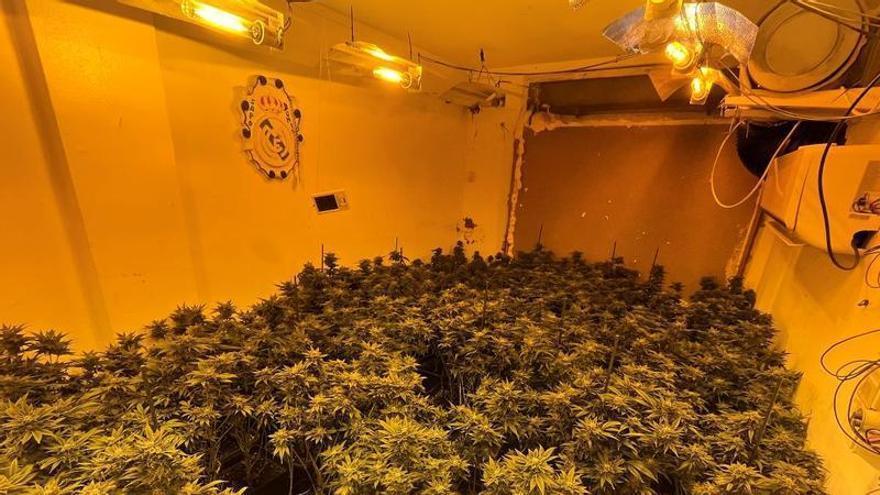 La Guardia Civil desmantela una plantación de marihuana en Puente Genil y detiene a una persona