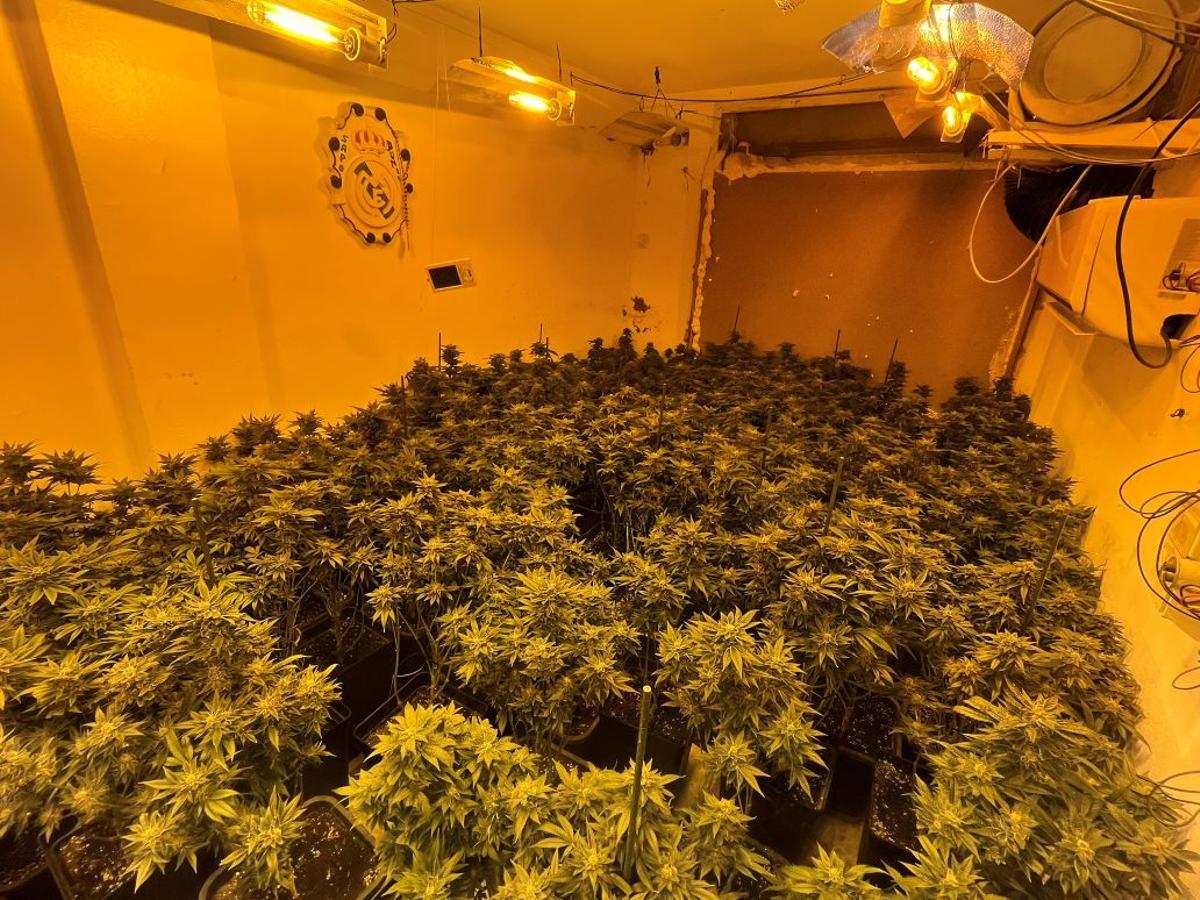 Plantas de marihuana intervenidas por la Guardia Civil en Puente Genil.