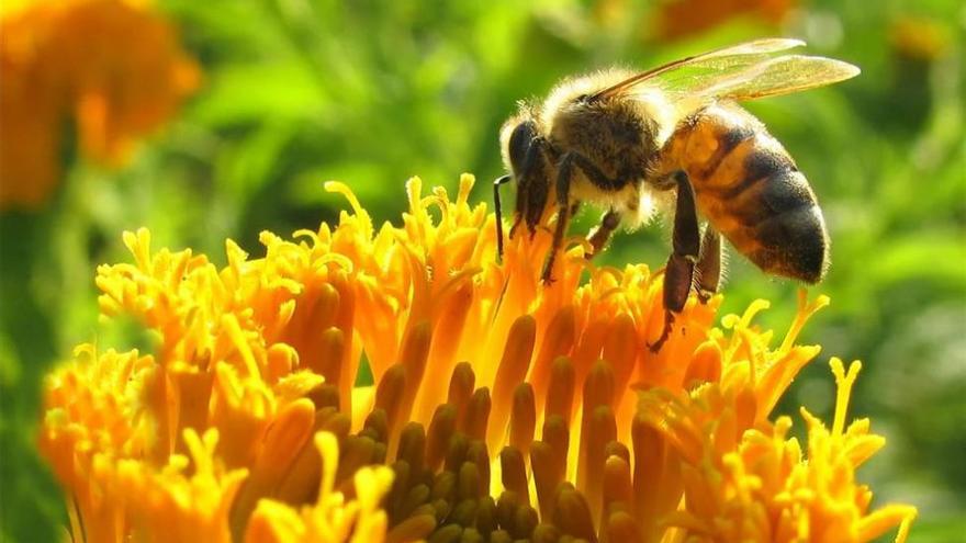 Greenpeace y apicultores denuncian la muerte masiva de abejas por plaguicidas