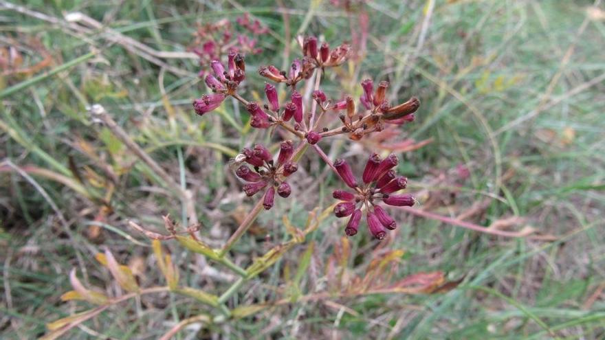 Salven una planta única a la península en un lloc de la Mare de Déu del Mont