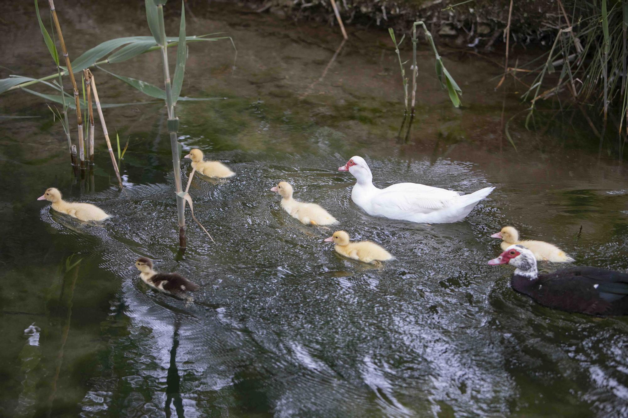 La insalubridad impera en la "charca artificial" de Canals