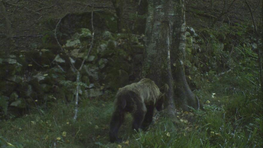 Fapas alerta de la presencia de osos desnutridos en la Cordillera Cantábrica