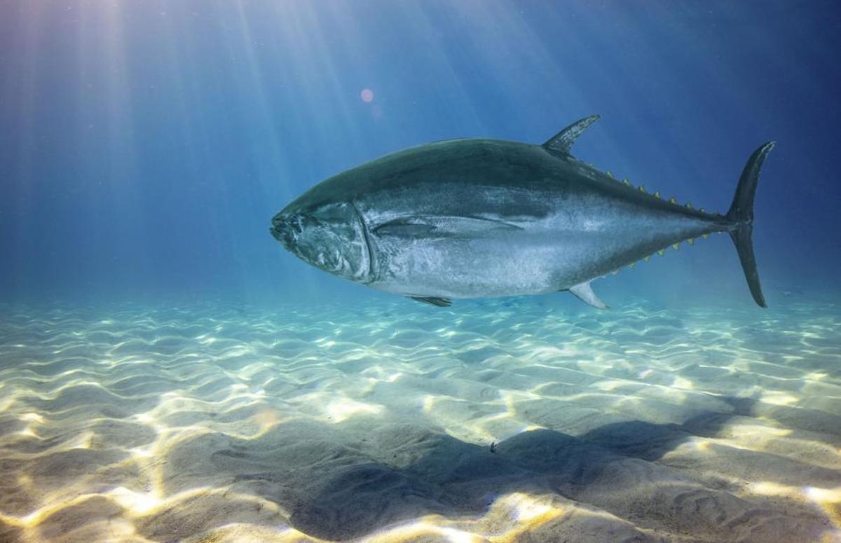 El atún rojo es codiciado en las mejores cocinas del mundo por su sabor profundo