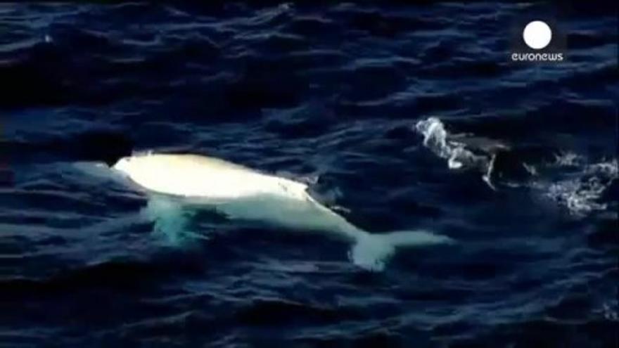 Migaloo, la ballena blanca más buscada, avistada en Australia