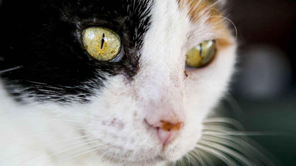 Condenada una joven en Ciudad Real por matar a un gato metiéndolo en la lavadora