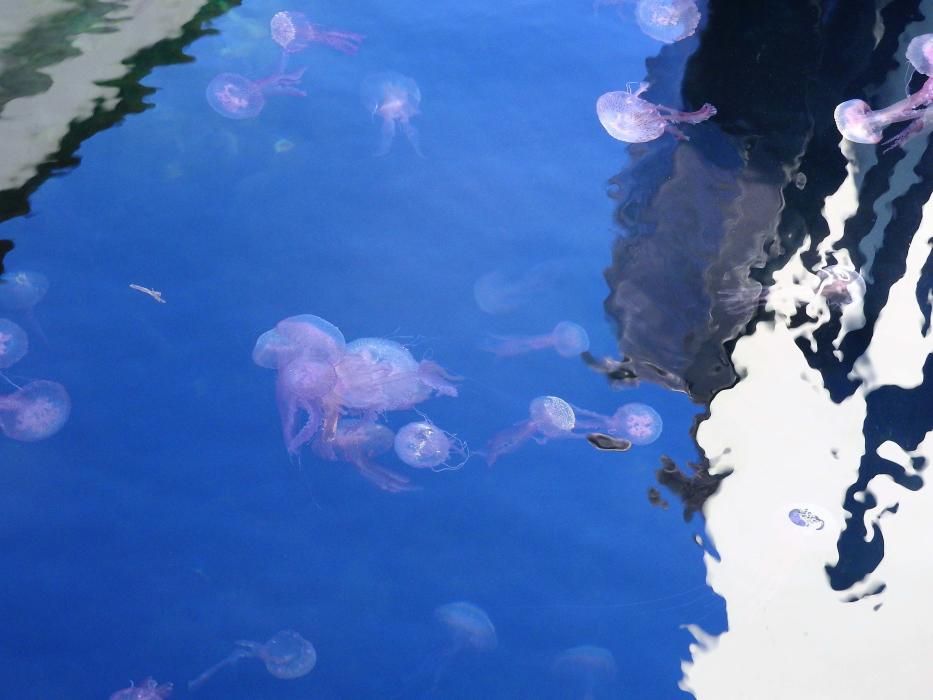 Las medusas inundan el puerto de la Savina