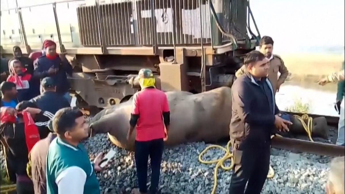Un tren arrolla una manada de elefantes en la India