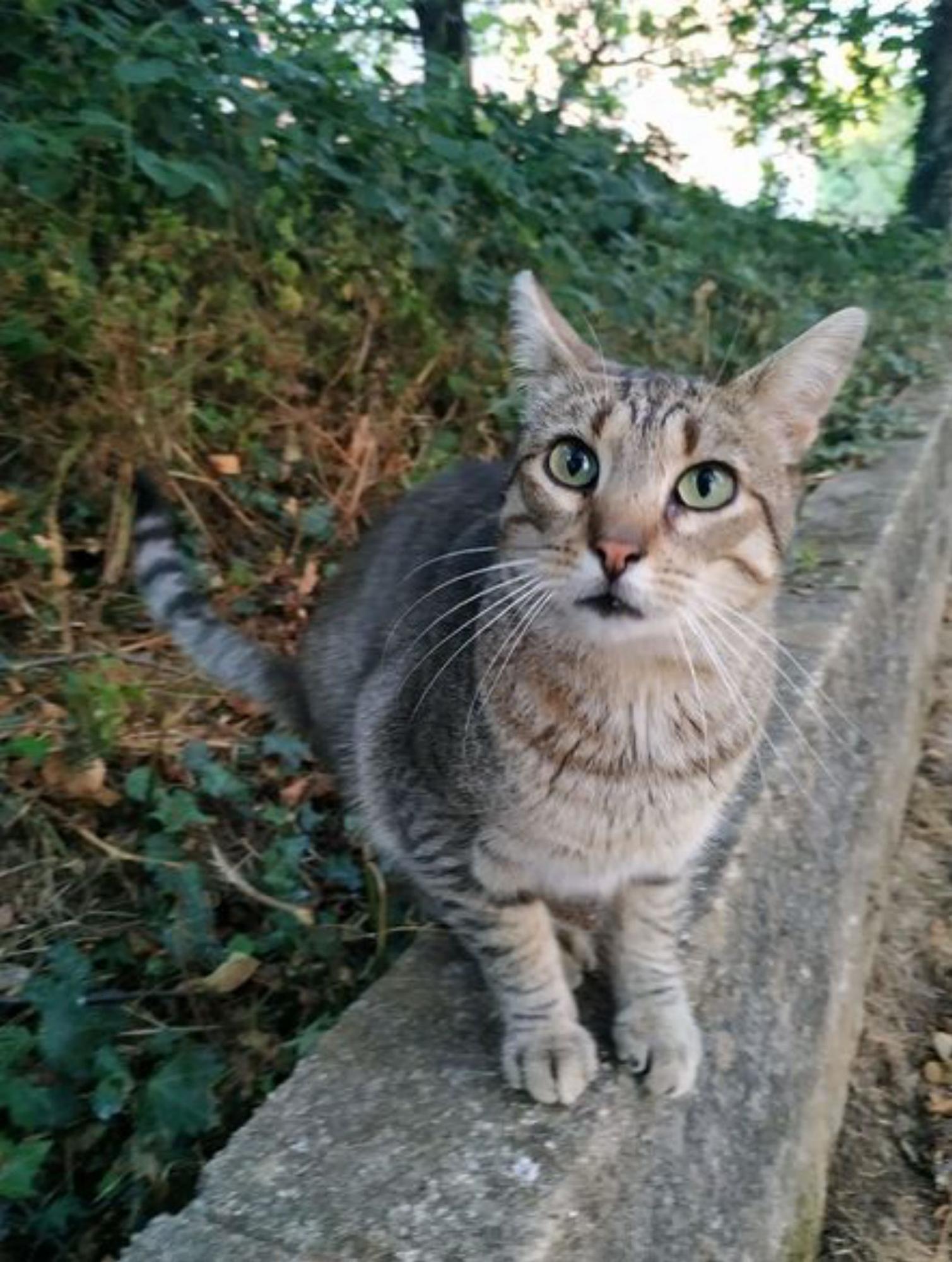 Alguno de los gatos en adopción en la asociación Bigotes.