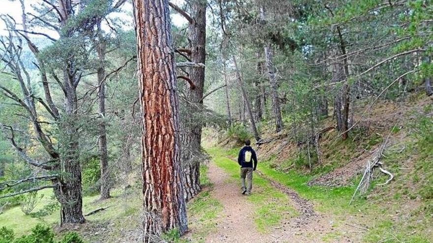 Parcel·la forestal que acull un itinerari forestal terapèutic